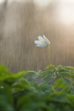 Wood anemone in the rain by Francois Debets