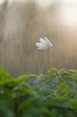 Bosanemoon in de regen van Francois Debets thumbnail