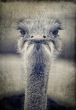 Ostrich black/white by Eric van den Berg