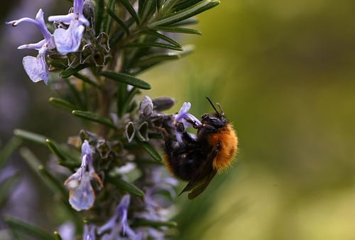 The bumblebee smells the sweet nectar of the flowering rosemary