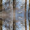 Spiegelung von Bäumen im gefrorenen Wasser 1 von Heidemuellerin