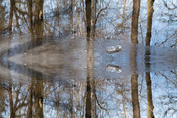 Spiegelung von Bäumen im gefrorenen Wasser 1
