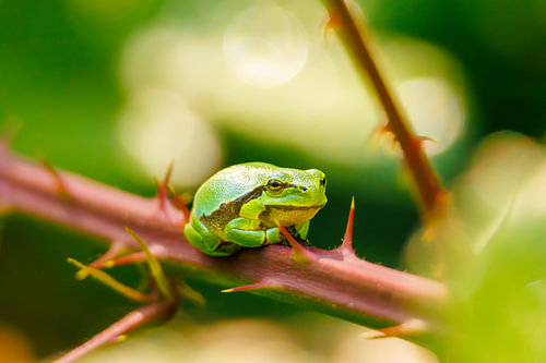 Laubfrosch auf einer Deich-Brombeere