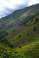 Bwindi plantages