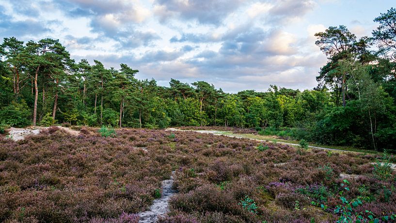 Hoorneboegseheide by Peter Veerman