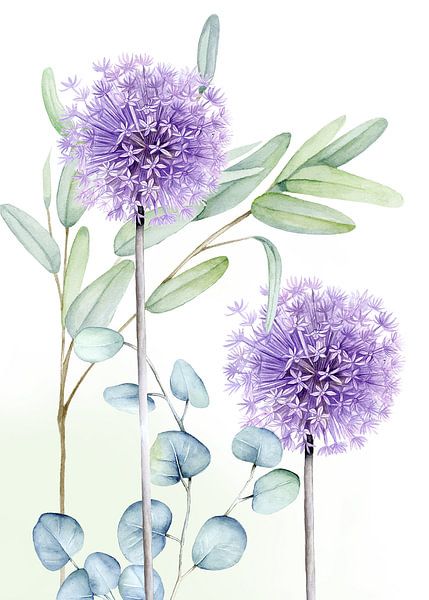 Eucalyptus allium bulbs by Geertje Burgers