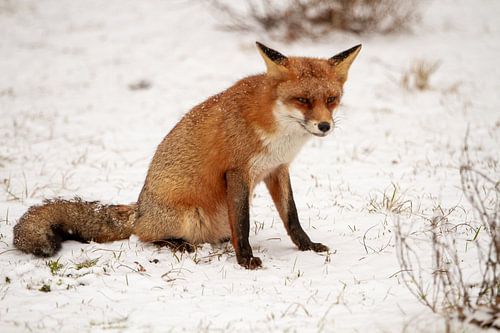 Vos is sitting in the freshly fallen snow by Arnold van der Horst