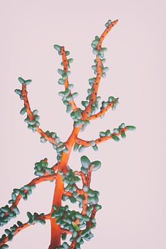Palme mit orangefarbenem Zweig und Datteln auf zartrosa von Denise Tiggelman