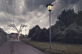 Scène intrigante : cerf dont les bois sont munis d'électricité dans une zone résidentielle sur Elianne van Turennout