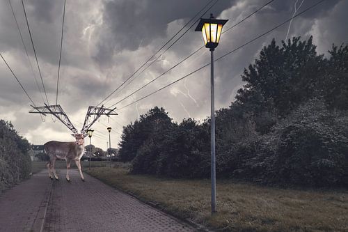 Intrigerend Tafereel: Hert met Elektriciteitsmast Gewei in Woonwijk