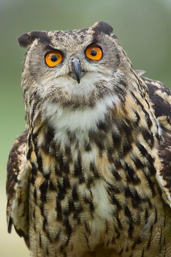La chouette aigle a l'air effrayée.