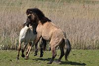 Wilde paarden II