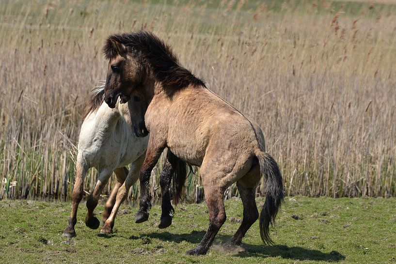 Wilde paarden II von Frank de Ridder