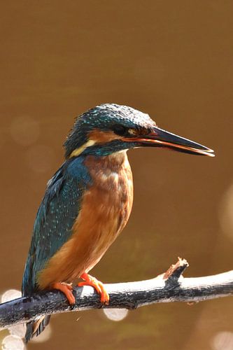 IJsvogel op tak oranje/bruine achtergrond met bokeh