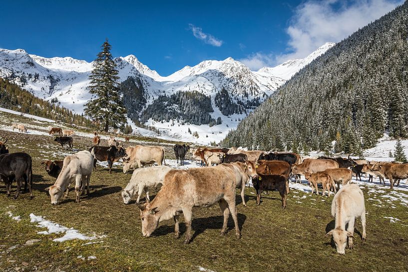 Hooglanders op de weide in de Villgratental-vallei van Christian Müringer