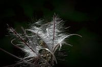 Flower dream
