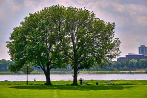 Zomerdag bij de Poller Wiesen in Keulen aan de Rijn - 2 bomen per kroon van 77pixels