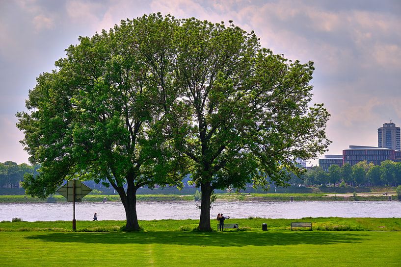 Sommertag bei den Poller Wiesen in Köln am Rhein - 2 Bäume eine Krone von 77pixels