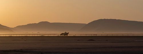 Kamelen in de woestijn Jordanie van Sjaak Kooijman
