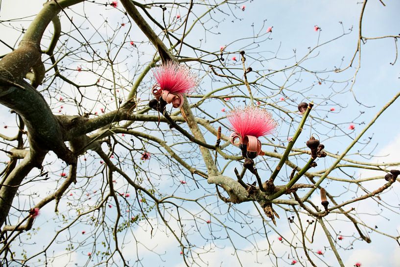 Schöne blühende Blume von einer Pflanze in der Landschaft Kubas. von Tjeerd Kruse