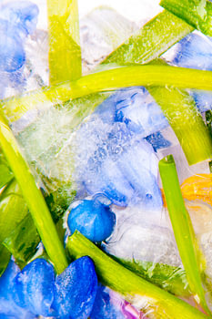 Colorful plants and flowers frozen in ice