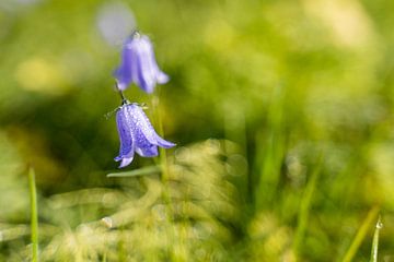 Paarse bloem in het bos van Myrthe van Boon