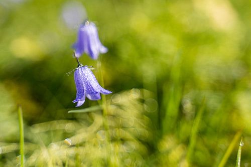 Fleur violette dans la forêt