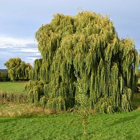 The Dance of the Weeping Willow by Jose Lok