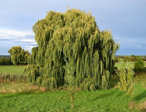 Der Tanz der Trauerweide