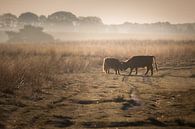On a misty morning van Bernadette de Groot thumbnail