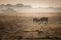 On a misty morning