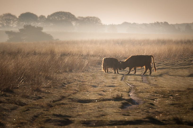 On a misty morning van Bernadette de Groot