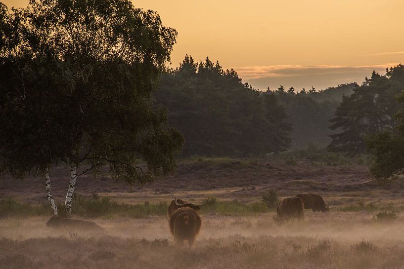 Scottish Highlander by Carla Eekels