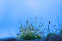 Morningdew