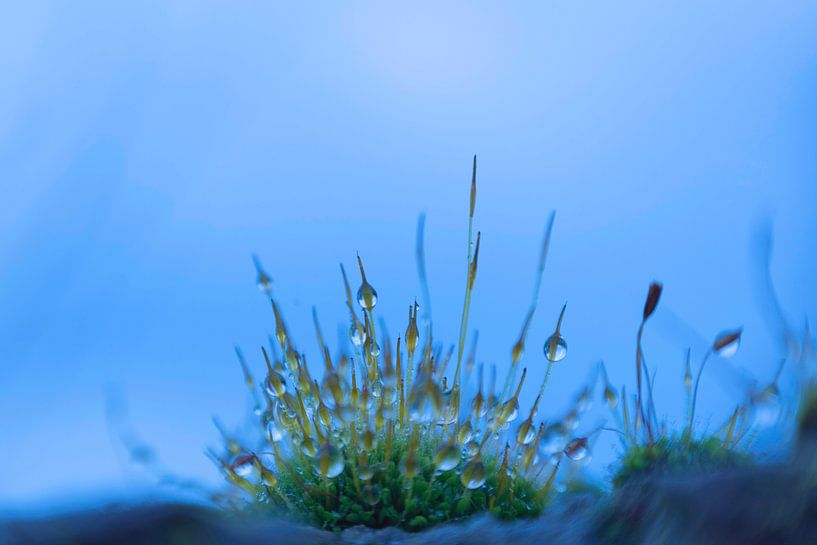 Morningdew by Lydia van Wingerden