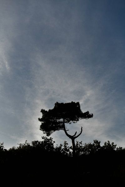einsamer Baum von Bert Bouwmeester