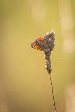 Mooie kleine vlinder. van Anne-Marie Pannekoek