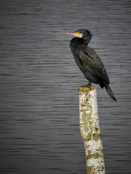 Cormoran sur une perche sur Maickel Dedeken