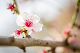 Cherry Blossom in Gentle Depth by Patrick Kilb