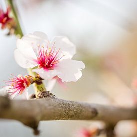 Fleurs de cerisier dans une douceur profonde sur Patrick Kilb