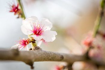 Cherry Blossom in Gentle Depth