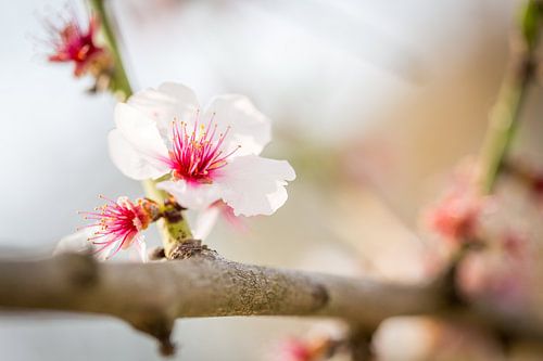 Fleurs de cerisier dans une douceur profonde