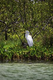 Stork von Fernando Salgado