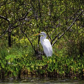 Stork van Fernando Salgado