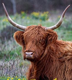 Schotse Hooglander van By Marjolein Design