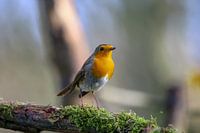 Robin