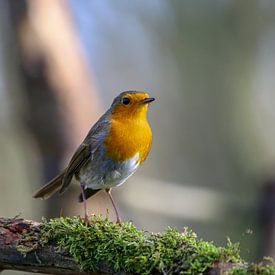 Robin by Marcel Hillebrand