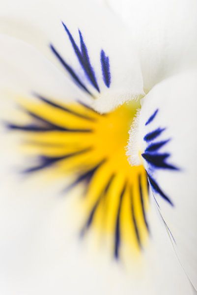 Printemps : Le cœur d'une violette blanche par Marjolijn van den Berg
