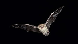 Fledermaus von Bram van den Berg