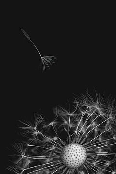 Dandelion in black and white (panel 1) by Elianne van Turennout